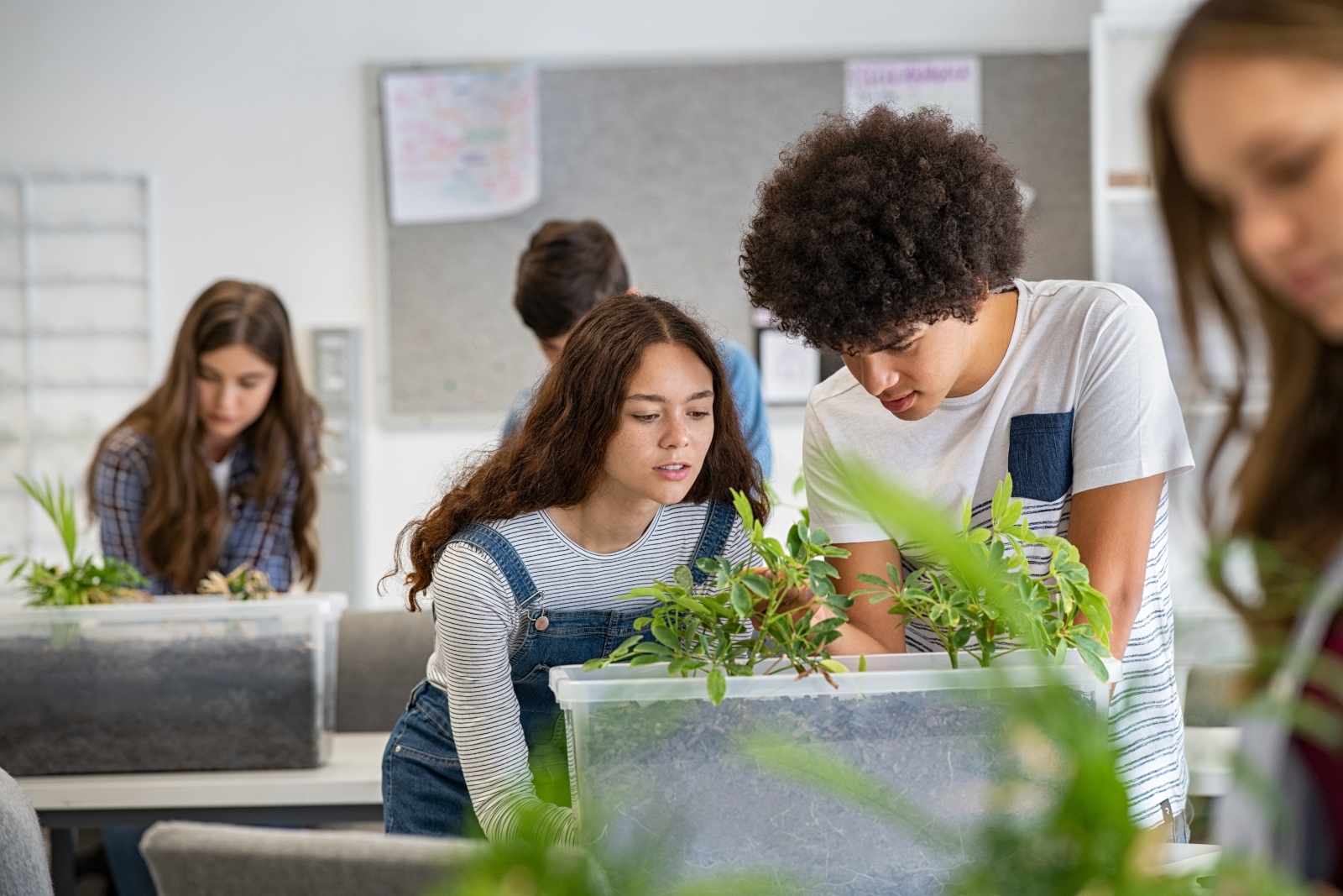 Multiethnic students analyzing and working on plant experiment in school lab. Group of high school students in science laboratory understanding the study of roots with plants. Young man and girl studying and examine the growth of sprouts in university class.